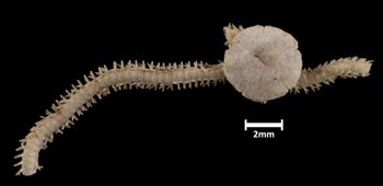 Media type: image;   Invertebrate Zoology OPH-1401 Aspect: dorsal